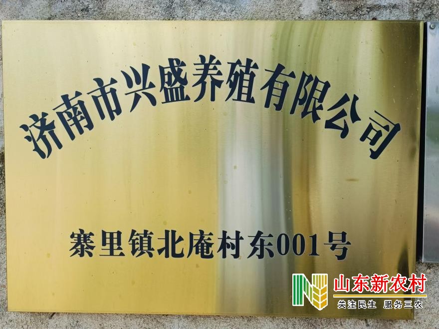 推动乡村振兴  大力发展规模化养殖    ——走进济南市兴盛养殖有限公司